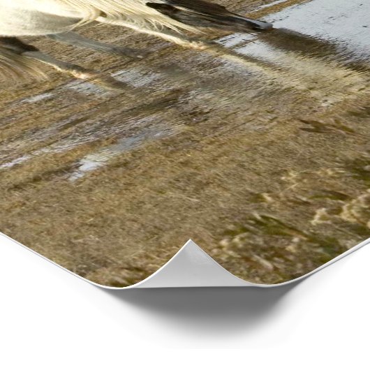 Assateague Ponies Poster (Ecke)