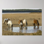 Assateague Ponies Poster (Vorne)