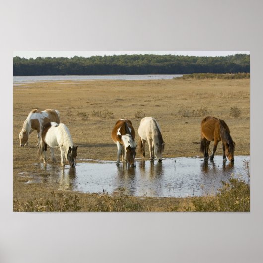 Assateague Ponies Poster (Vorne)