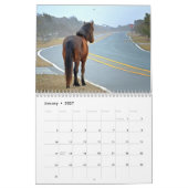 Assateague Pony Kalender (Jan 2027)