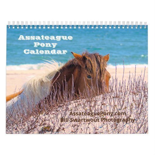 Assateague Pony Kalender (Titelbild)