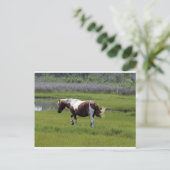 Assateague Wild Horse Postkarte (Stehend Vorderseite)