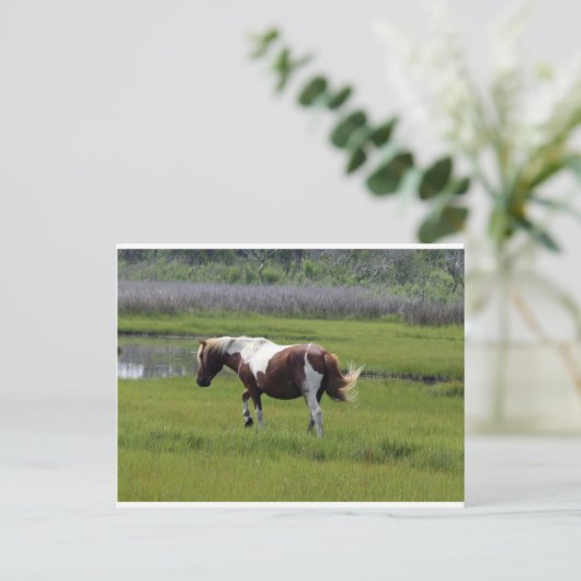 Assateague Wild Horse Postkarte (Stehend Vorderseite)