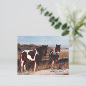 Assateague Wild Horses 2 - Postkarte (Stehend Vorderseite)