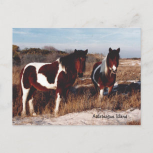 Assateague Wild Horses 2 - Postkarte