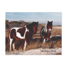 Assateague Wild Horses 2 - Postkarte