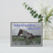 Assateague Wild Horses 2 Postkarte (Stehend Vorderseite)