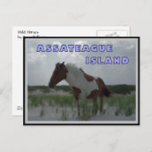 Assateague Wild Horses 2 Postkarte (Vorne/Hinten)