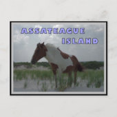 Assateague Wild Horses 2 Postkarte (Vorderseite)