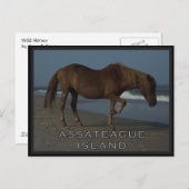 Assateague wilde Pferde 1 Postkarte (Vorne/Hinten)
