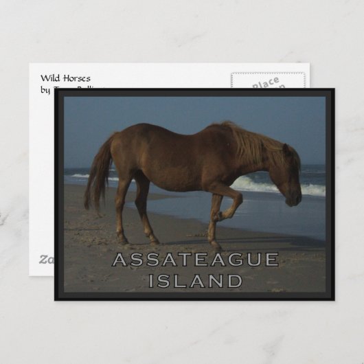 Assateague wilde Pferde 1 Postkarte (Vorne/Hinten)