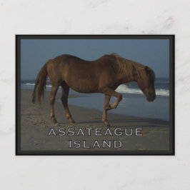 Assateague wilde Pferde 1 Postkarte