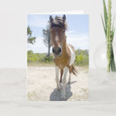 Assateague wildes Pony Karte (Vorderseite)