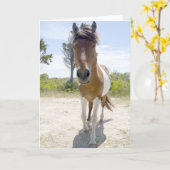 Assateague wildes Pony Karte (Gelbe Blume)