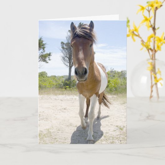 Assateague wildes Pony Karte (Gelbe Blume)