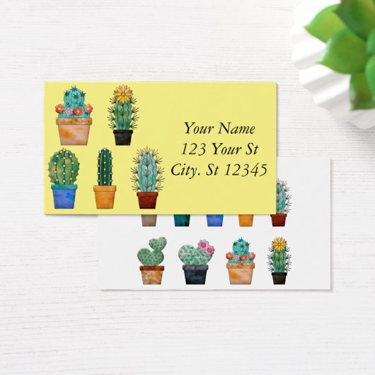 Assorted Cactus Pflanze Thunder_Cove (Schreibtisch)