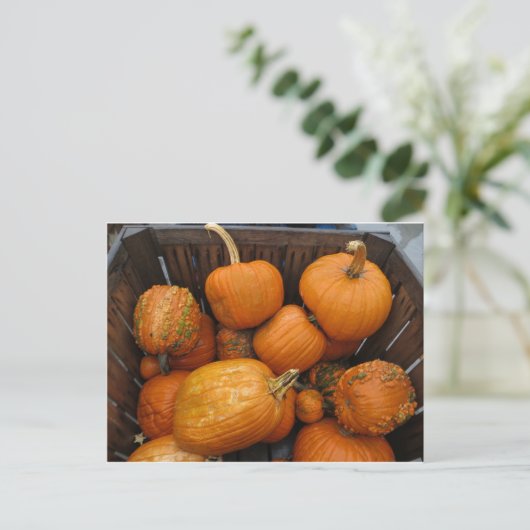 Assorted Pumpkins Postkarte (Stehend Vorderseite)