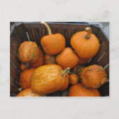 Assorted Pumpkins Postkarte (Vorderseite)