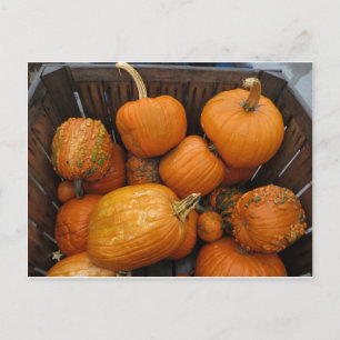 Assorted Pumpkins Postkarte