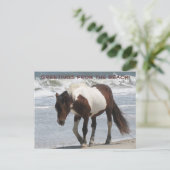 Assteague Island Pony Postkarte (Stehend Vorderseite)
