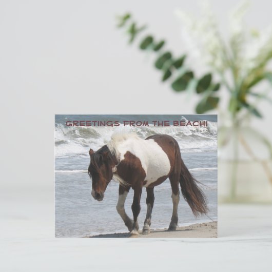 Assteague Island Pony Postkarte (Stehend Vorderseite)