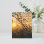 Äste bei Sonnenuntergang Postkarte (Stehend Vorderseite)