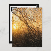 Äste bei Sonnenuntergang Postkarte (Vorne/Hinten)
