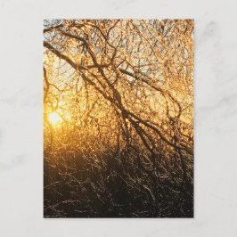 Äste bei Sonnenuntergang Postkarte