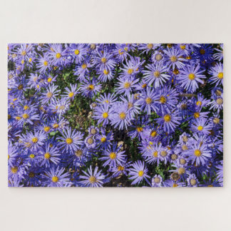 Aster amellus ‚Moerheim gem‘ Puzzle