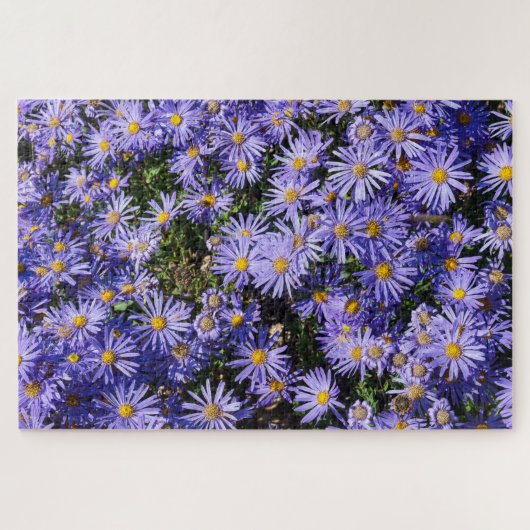 Aster amellus ‚Moerheim gem‘ Puzzle (Horizontal)