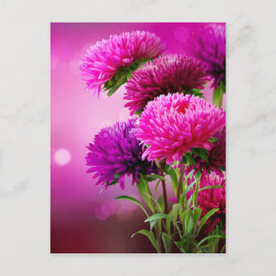 Aster Autumn Blumen Art Design Postkarte
