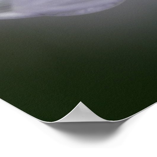 Aster Blume Poster (Ecke)