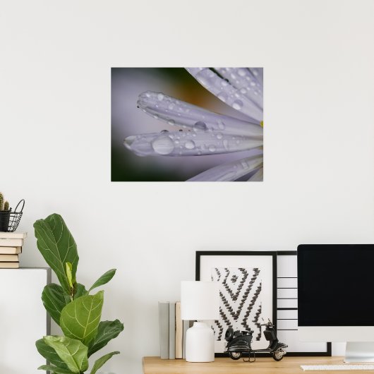 Aster Blume Poster (Heimbüro)