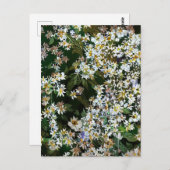 ASTER-BLUME POSTKARTE (Vorne/Hinten)