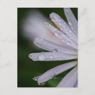 Aster-Blume-Postkarte Postkarte