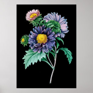 Aster botanischer schwarzer Hintergrund Poster