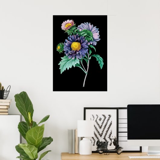 Aster botanischer schwarzer Hintergrund Poster (Heimbüro)