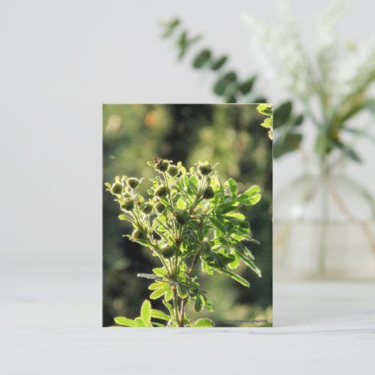 Aster Buds Postkarte (Stehend Vorderseite)