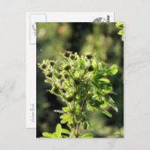 Aster Buds Postkarte (Vorne/Hinten)