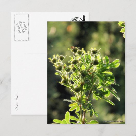 Aster Buds Postkarte (Vorne/Hinten)