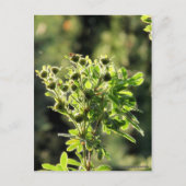 Aster Buds Postkarte (Vorderseite)