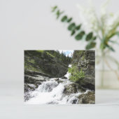Aster Creek im Glacier National Park Postkarte (Stehend Vorderseite)