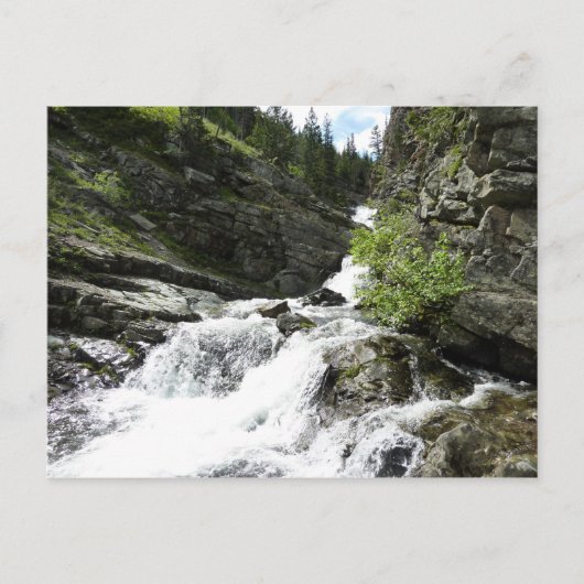 Aster Creek im Glacier National Park Postkarte (Vorderseite)