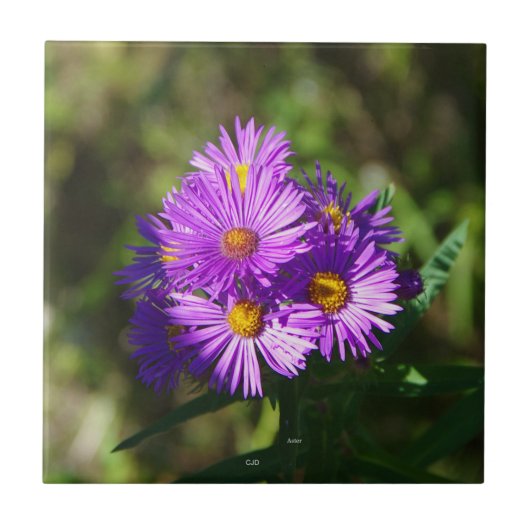 Aster Fliese (Vorderseite)