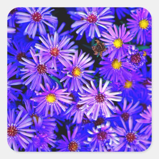 Aster Garden in Full Bloom Quadratischer Aufkleber (Vorderseite)