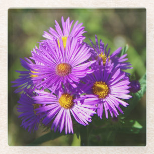 Aster-Glas-Untersetzer Glasuntersetzer