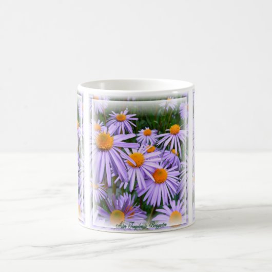 ASTER ~ Klassische Tasse (Mittel)