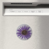 Aster Magnet (In Situ (Geschirrspüler))