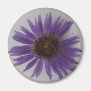 Aster Magnet