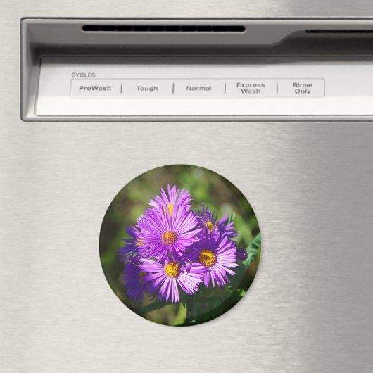 Aster-Magnet Magnet (In Situ (Geschirrspüler))